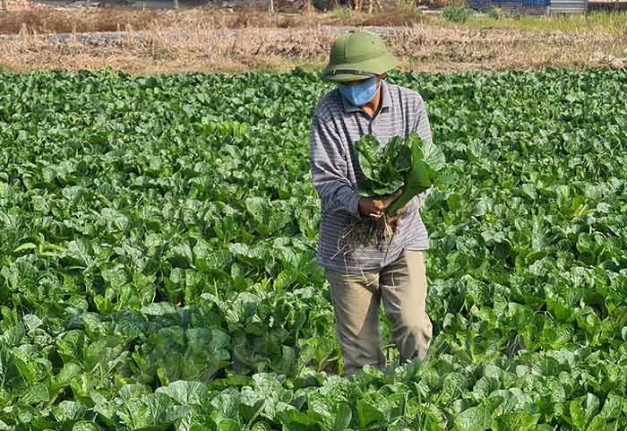 "Sống lại" cánh đồng vụ đông ở xã Định Sơn do liên kết trồng rau xuất khẩu